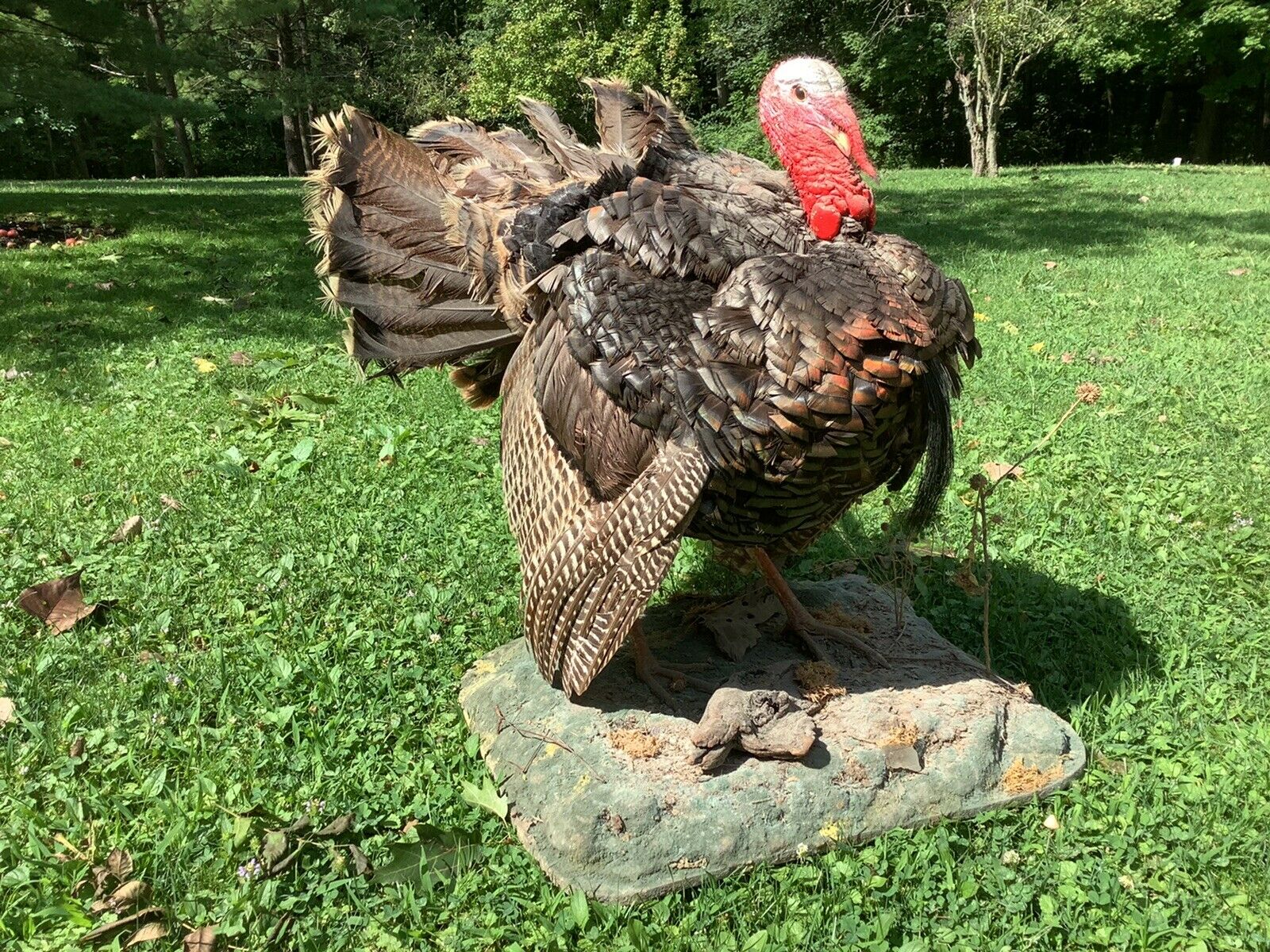 Large 31” Tall Full Strut Taxidermy Wild Turkey Mount On Diorama Stand