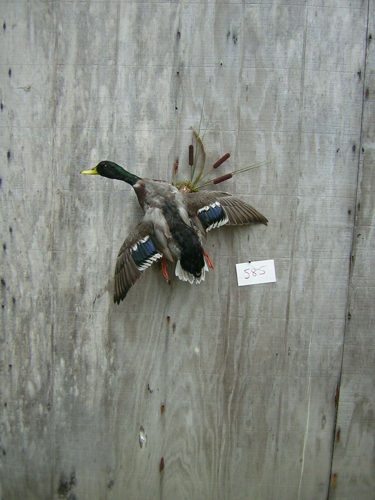 Mallard Drake - Duck - Flying Left - Style #2- Captive Bred - Mount - Taxidermy
